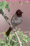 African red-eyed bulbul