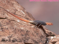 male Namibian rock agama