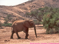 desert elephant