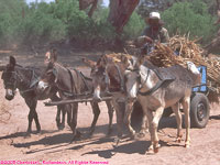 donkey cart