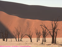 Dead Vlei