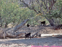 chacma baboons