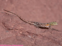 female Namibian rock agama