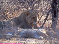 mating lions