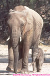 desert elephant and calf