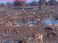 springbok at Okaukuejo water hole