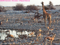 Okaukuejo water hole at dusk