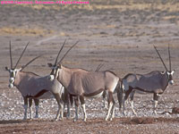 oryxes