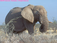 elephant