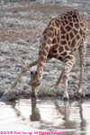 giraffe drinking