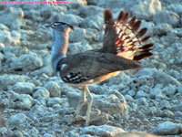 Kori bustard displaying