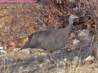 helmeted guineafowl