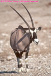 oryx