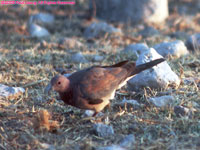 laughing dove