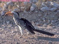 southern yellow-billed hornbill