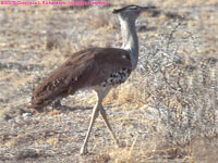 Kori bustard