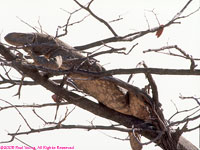 tree monitor lizard