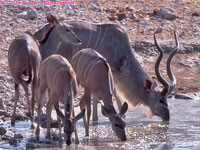 kudus at water hole