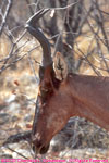 red hartebeest portrait