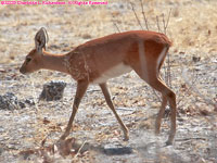 female steenbok