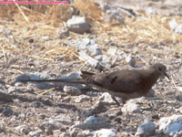 Namaqua dove