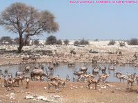 Okaukuejo water hole