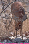 female steenbok