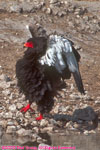 male bateleur eagle displaying