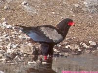 male bateleur eagle