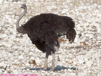 female ostrich