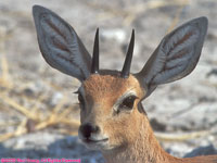 male steenbok