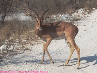 male black-faced impala