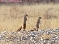 ground squirrels