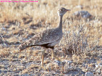 female white-winged black korhaan