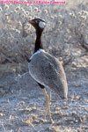 male white-winged black korhaan