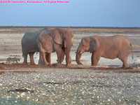 elephants and lioness