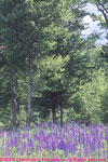 lupines in a field