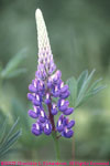 one purple lupine