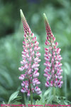 two pink lupines