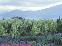 field and mountains