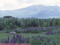 field and mountain