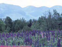 field and mountain