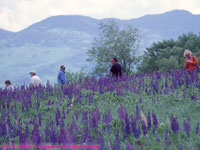 lupine admirers