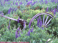 old cart in a field