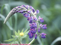 one curved flower