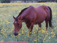 bay horse amongst buttercups