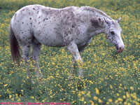 appaloosa amongst buttercups