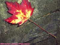 one swamp maple leaf