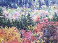 valley foliage