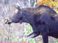 cow moose